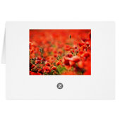 Poppy field cards (Back Horizontal)