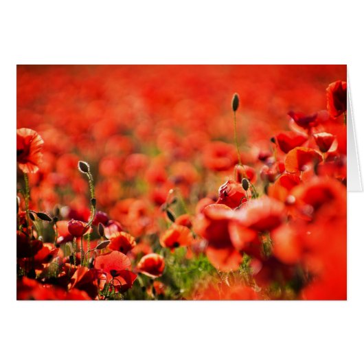Poppy field cards (Front Horizontal)