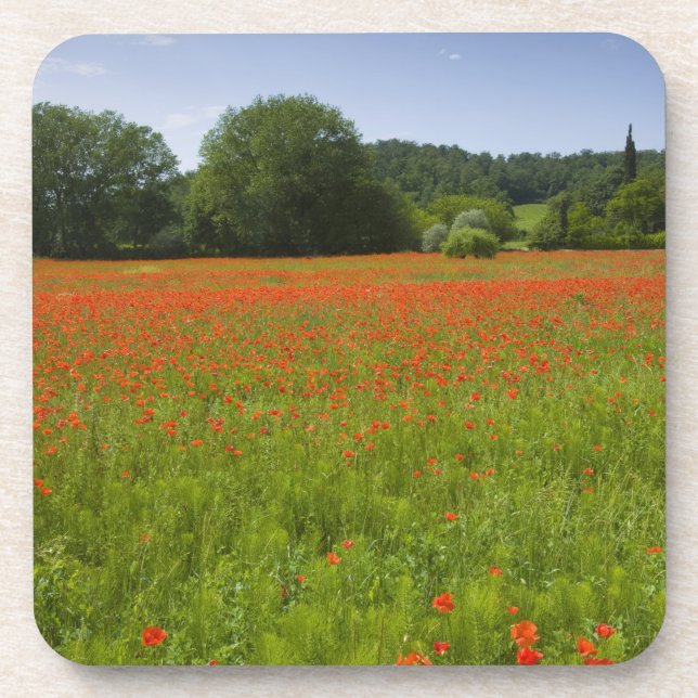 Poppy field, Chiusi, Italy Beverage Coaster (Front)