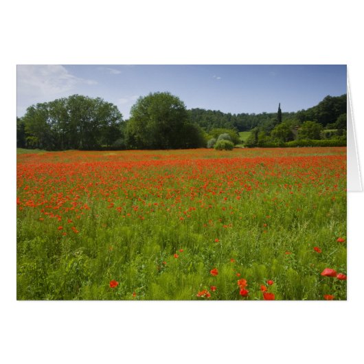 Poppy field, Chiusi, Italy Cards (Front Horizontal)