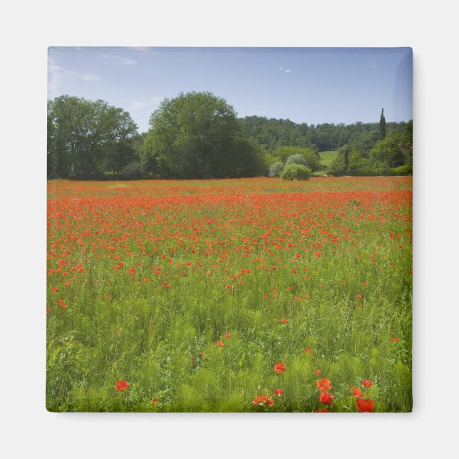 Poppy field, Chiusi, Italy Magnet (Front)