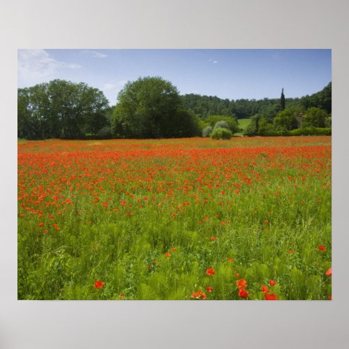 Poppy field Chiusi Italy Poster