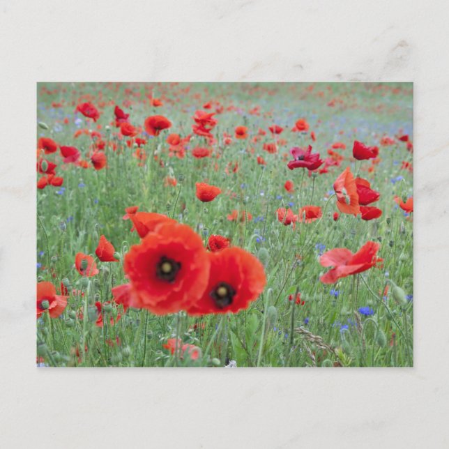 Poppy field in Vernon. Postcard (Front)