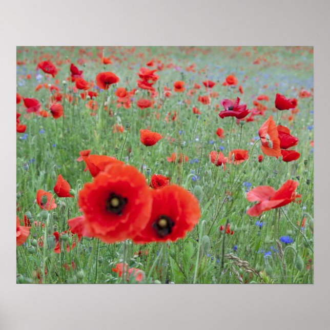 Poppy field in Vernon. Poster (Front)