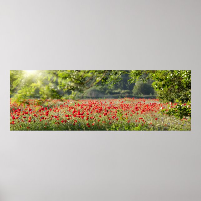 Poppy field panorama in spring poster (Front)
