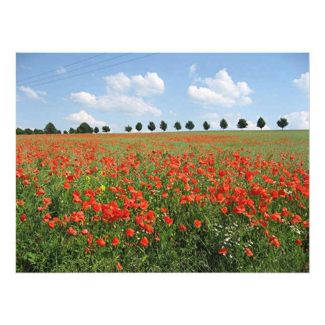 Poppy Field Photo Print (Front)