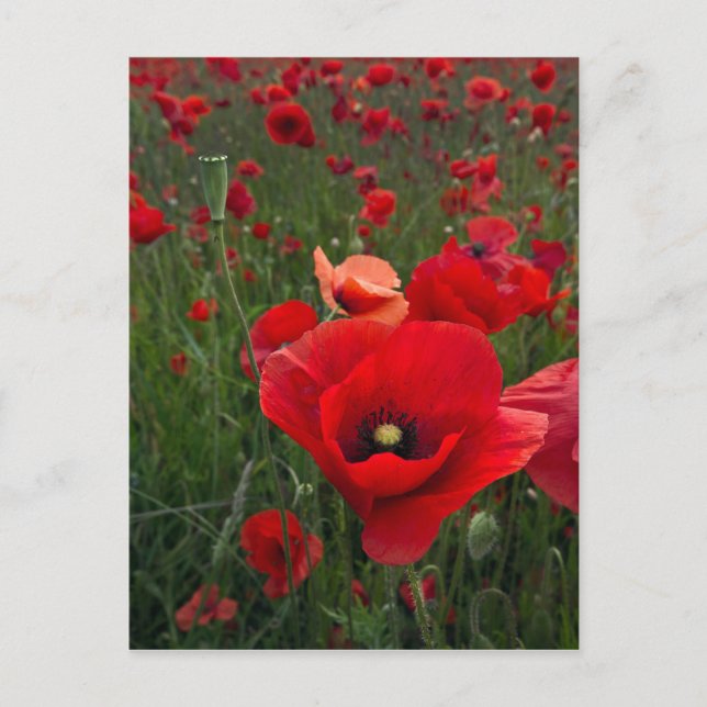 Poppy Field Post Card (Front)