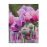 Poppy Field Postcard