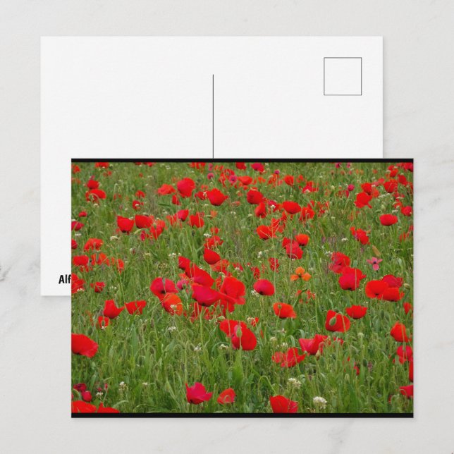 Poppy Field Postcard (Front/Back)