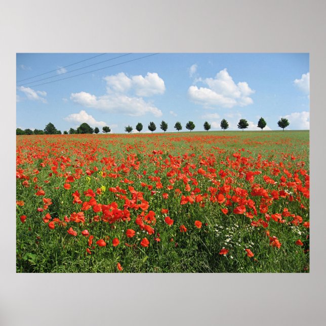 Poppy Field Poster (Front)