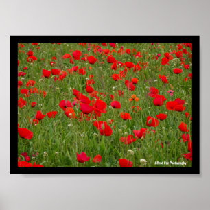 Poppy Field Poster