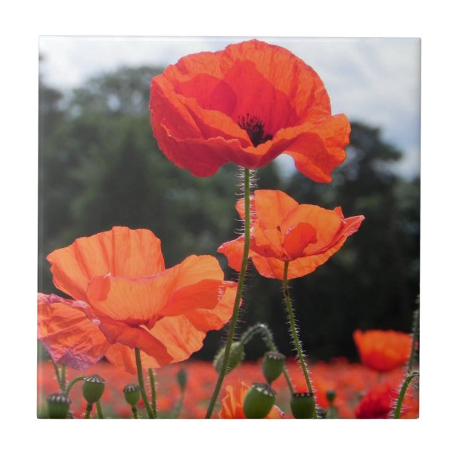 Poppy Field, Rosy Tangerine Flowers Ceramic Tile (Front)