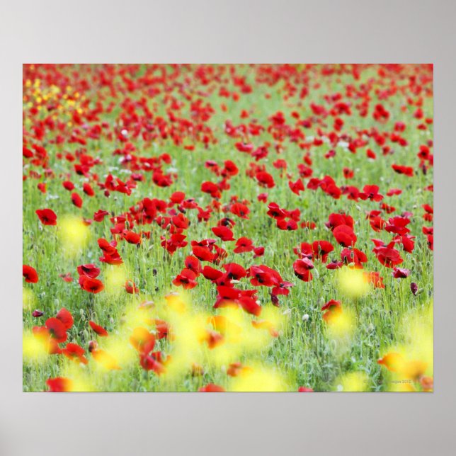 Poppy Field, Siena, Italy Poster (Front)