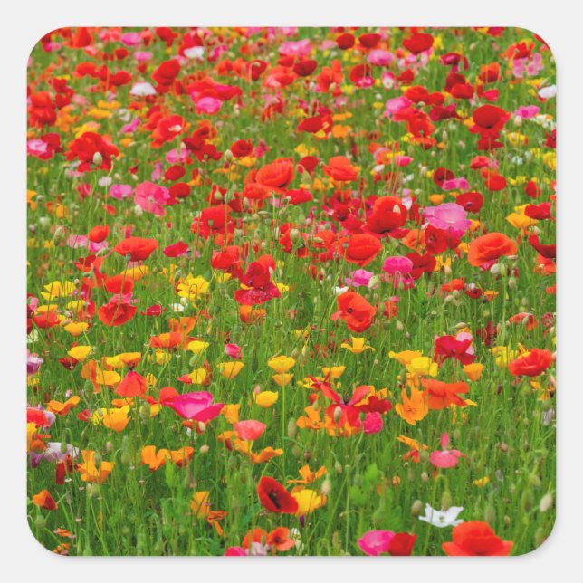 Poppy Field Stickers (Front)