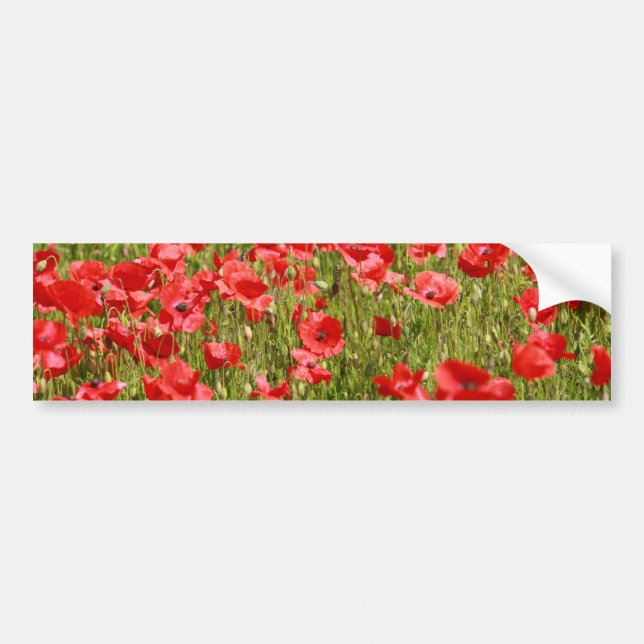 Poppy field - Stunning! Bumper Sticker (Front)