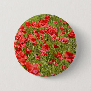 Poppy field - Stunning! Pinback Button
