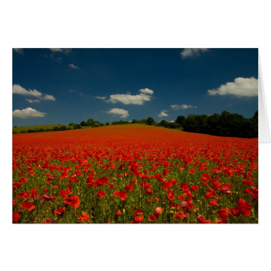 Poppy Field under a Summer Sky Cards (Front Horizontal)
