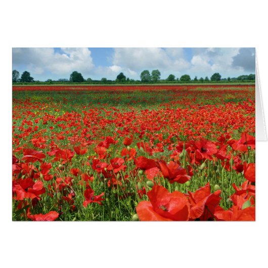 Poppy Fields Cards (Front Horizontal)