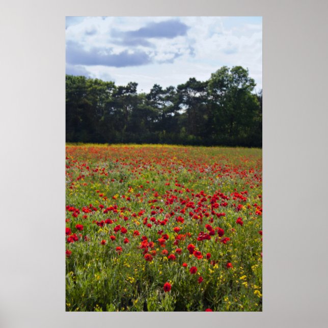 Poppy Fields I print (Front)