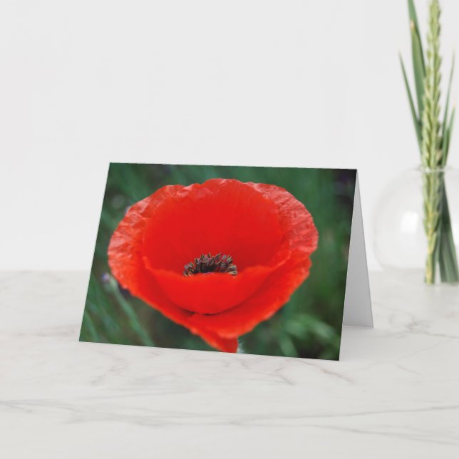 Poppy flower and meaning card (Front)