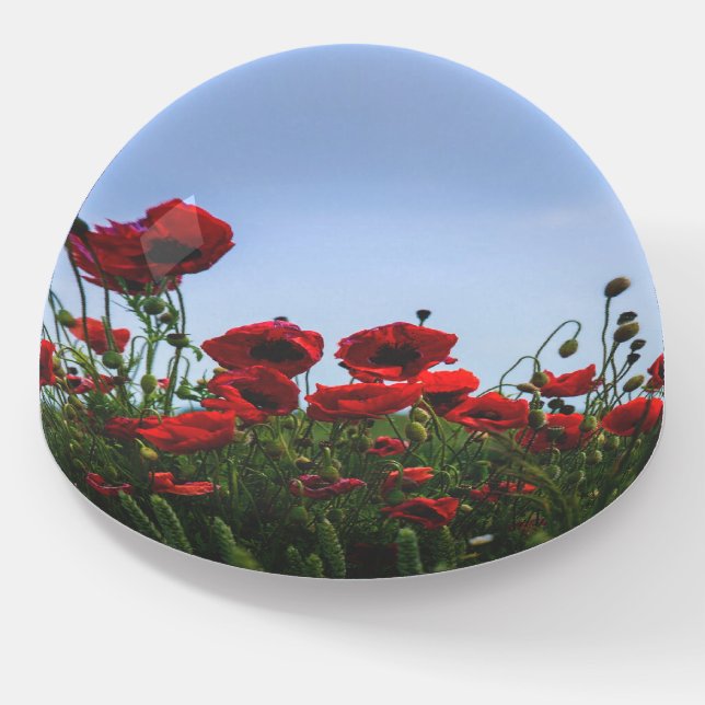 Poppy Flower Floral Red Meadow  Paperweight (Angled)