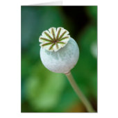 Poppy Flower Head Seed, Western Cape (Front)