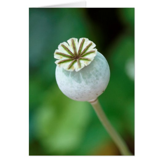 Poppy Flower Head Seed, Western Cape Cards (Front)