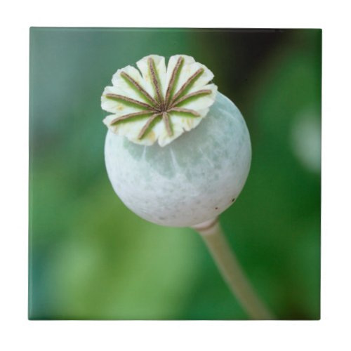 Poppy Flower Head Seed Western Cape Ceramic Tile
