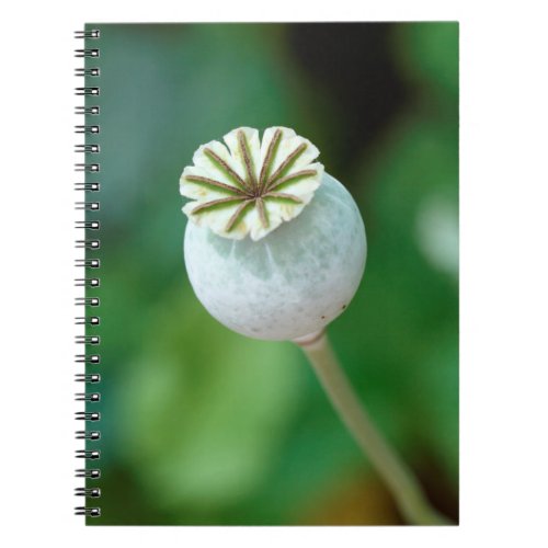Poppy Flower Head Seed Western Cape Notebook
