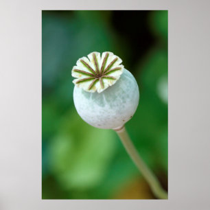 Poppy Flower Head Seed, Western Cape Poster