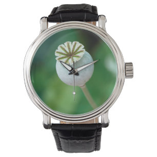 Poppy Flower Head Seed, Western Cape Watch