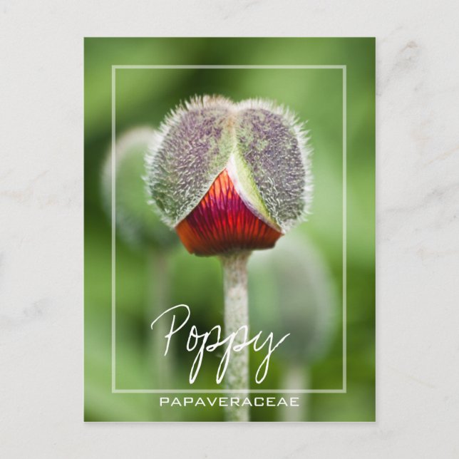 Poppy Flower Of The Papaveraceae Family Postcard (Front)