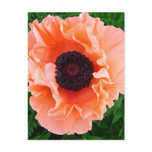 Poppy Flower Postcard