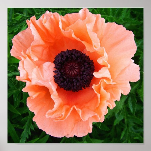 Poppy Flower Poster Print (Front)