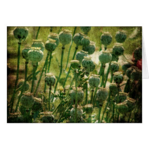 Poppy Flower Seed Pods Cards