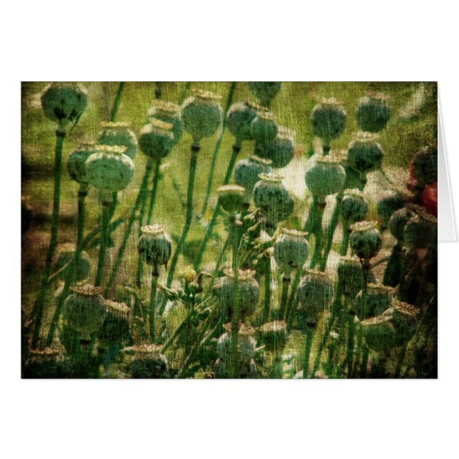 Poppy Flower Seed Pods Cards (Front Horizontal)