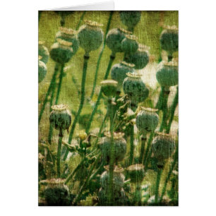 Poppy Flower Seed Pods Cards