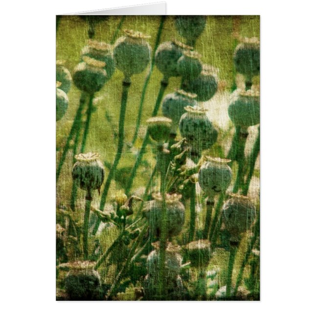 Poppy Flower Seed Pods Cards (Front)