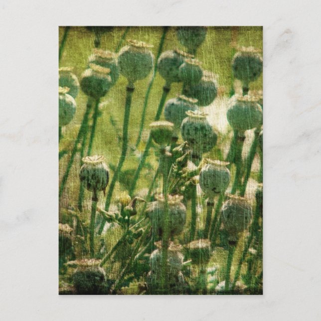 Poppy Flower Seed Pods Postcard (Front)