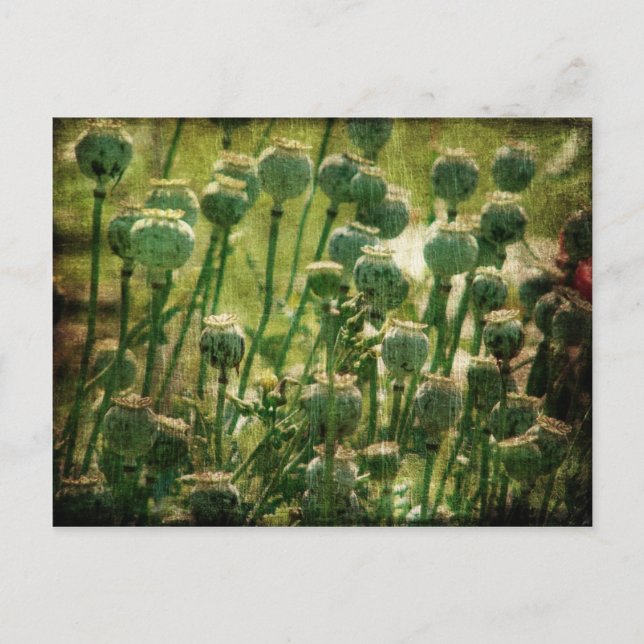 Poppy Flower Seed Pods Postcard (Front)