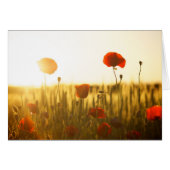 Poppy flowers in sunlight (Front Horizontal)