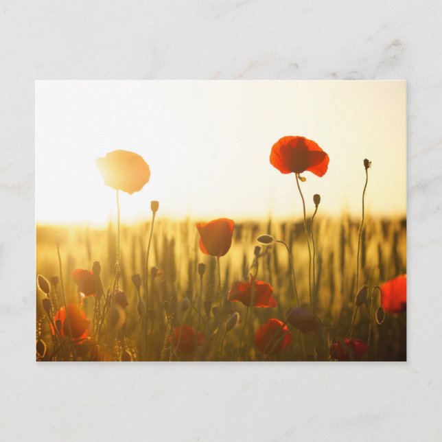 Poppy flowers in sunlight postcard (Front)