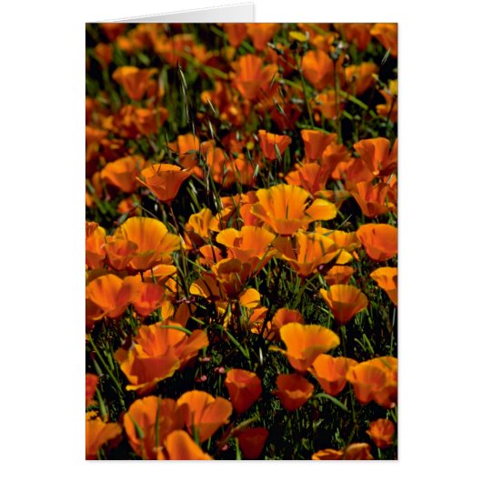 Poppy flowers Pink flowers (Front)