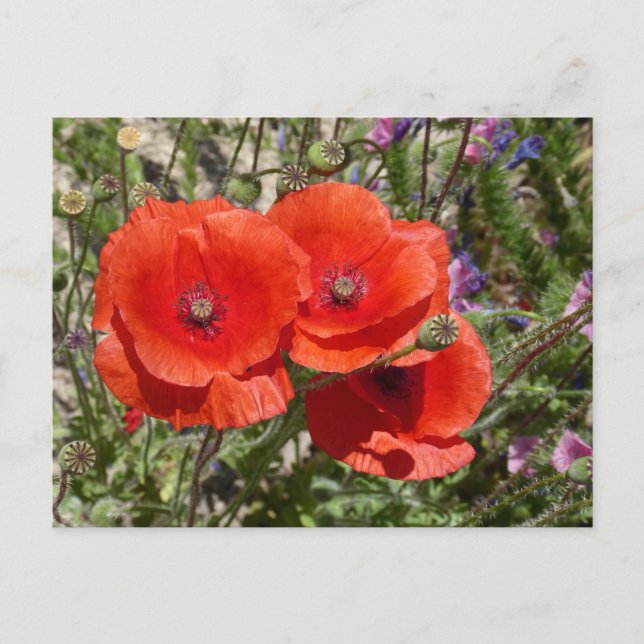 POPPY FLOWERS POSTCARD (Front)