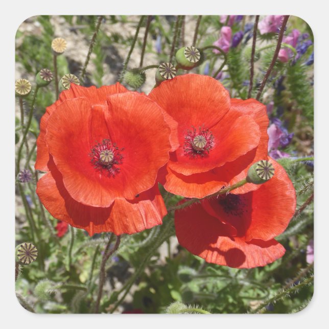 POPPY FLOWERS SQUARE STICKER (Front)