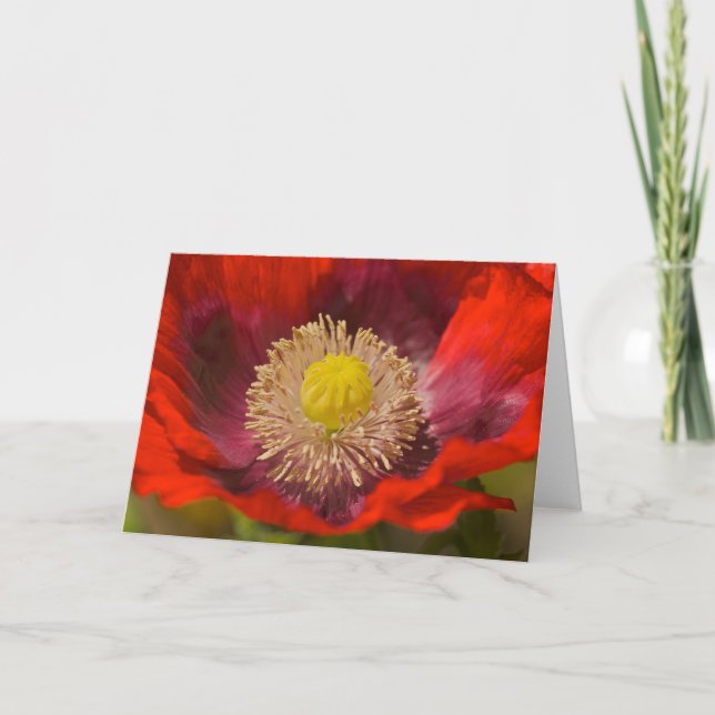 Poppy Greeting Card (Front)