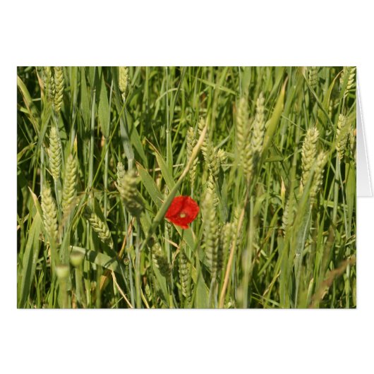 poppy in cornfield cards (Front Horizontal)