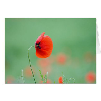 Poppy in Nidd Cards