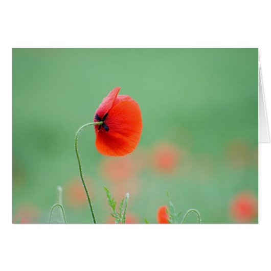 Poppy in Nidd Cards (Front Horizontal)