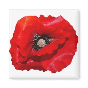 Poppy Magnet Poppy Magnet